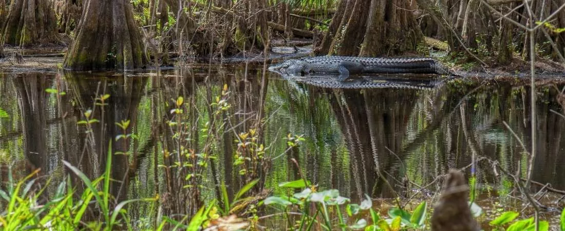 Échappée belle en Floride - 11 jours