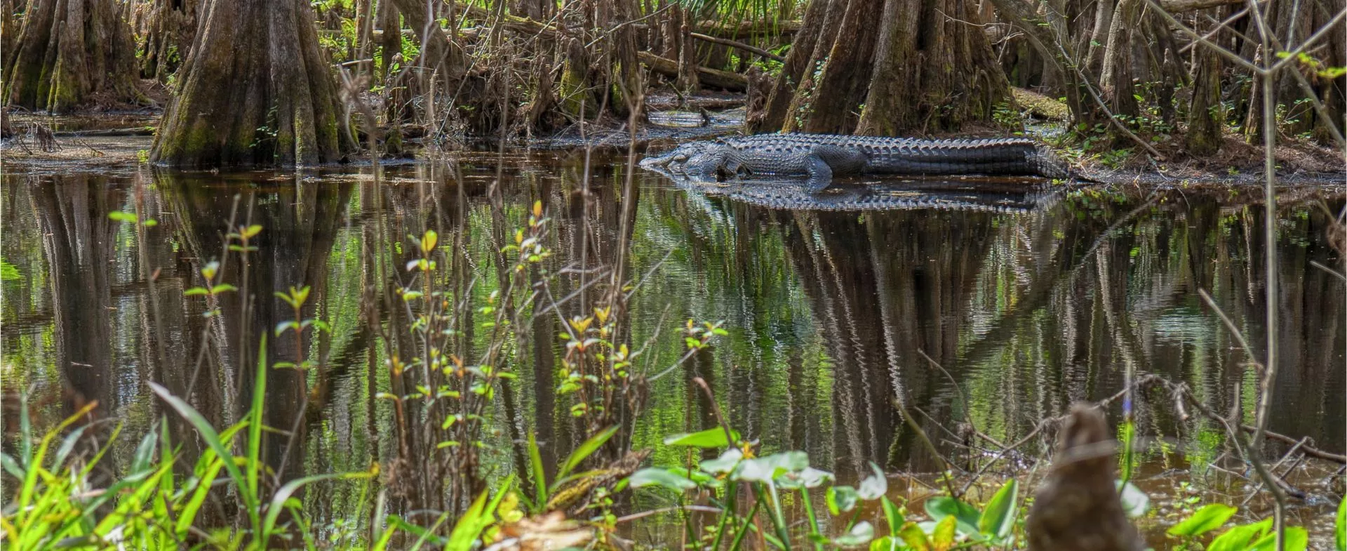 Échappée belle en Floride