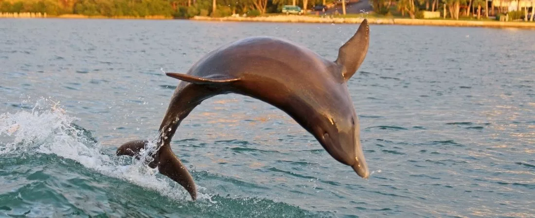Parcs et plages de Floride - 14 jours