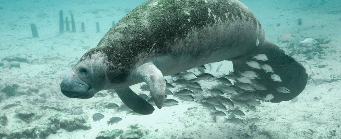 Parcs et plages de Floride, 14 jours