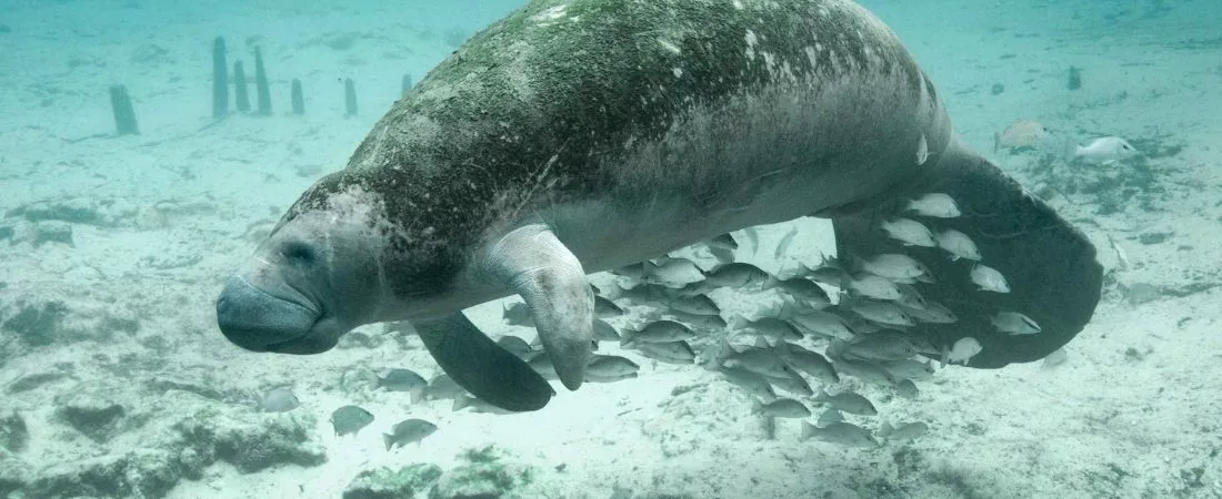 Parcs et plages de Floride - 14 jours